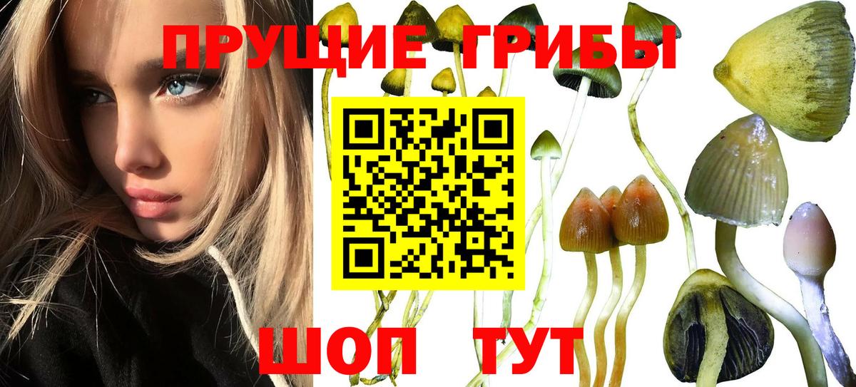 Братск  купить   Вход с VPN  Псилоцибиновые грибы GOLDEN TEACHER 